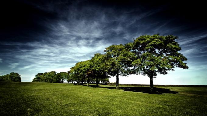 100 Oak Trees Planted